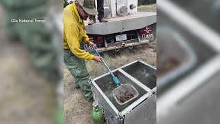 Threatened Gila trout airlifted by New Mexico crews to safeguard rare population