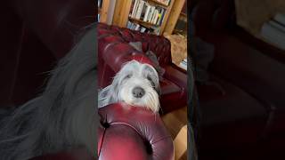 😅This chin rest is too high! #doglife #beardedcollie #cutedog #dailydoglife #collie #shorts