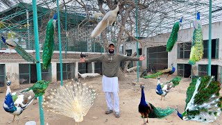 Mini Zoo K  Liye Mor ( Peacock )  Leny Gaye  | Ahma Daily Pets Vlogs