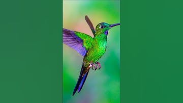 Morning Bird Songs for Study & Work – Relaxing Nature Sounds, Chirping Birds & Vibrant Bird Colors