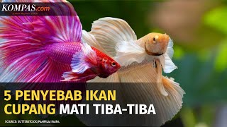 Bagi Penggemar Ikan Cupang, Wajib Tahu Penyebab Ikan Ini Bisa Mati Tiba-tiba