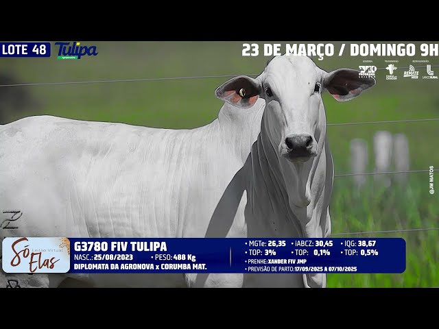 LOTE 48   TUL 3780
