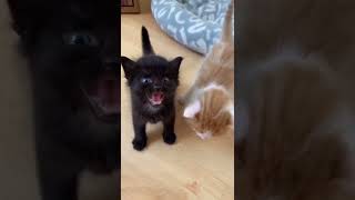 cats meowing #1