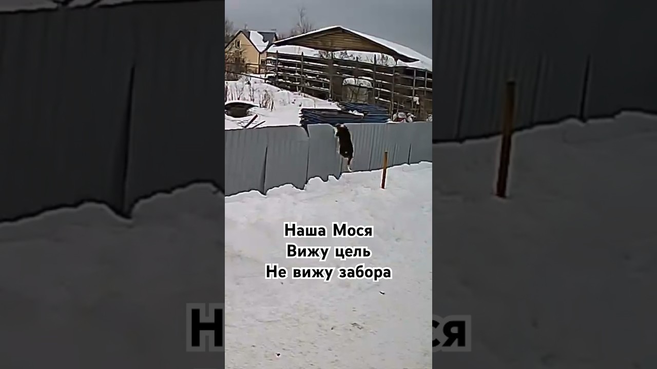 2,5 метра берет легко #приют #животные #кошки #собаки