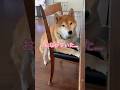 おねだり柴犬とパグ #disney #わんこ #柴犬 #パグ #doggie #dog #shibainu #pug #hungry #おねだり#funny #foodfight #cutedog
