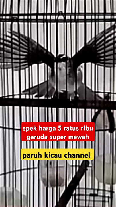 spek harga 5 ratus ribu trucukan gacor Garuda mewah #trucukangacor #shorts #shortsvideo #shortsfeed