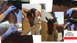 FInal Equine Webinar