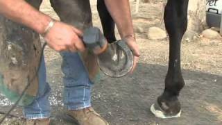 Vettec EquiPac UnderFoam