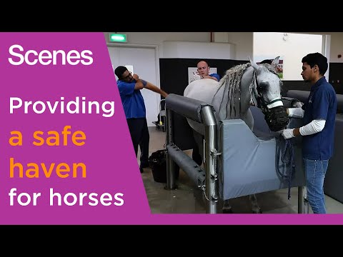 Meet the Veterinary