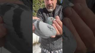 PRIME / INBRED 1383 HOUBEN