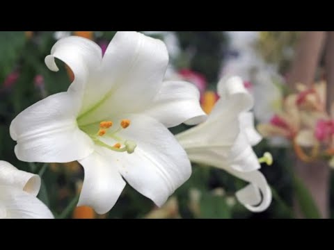 Wrenn Yeatts Funeral Home Obituaries Danville Vapitpoint