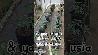 Tomato 🍅 apple plants grow well in 30x30 polybags. Planting on the roof of the house #shorts #capcut