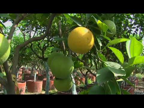 Video: Aprende sobre los árboles Tangelo - ¿Puedes cultivar un árbol Tangelo?