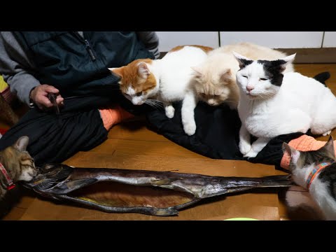 新巻鮭の解体を見守る猫たち 2023　230113