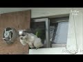 Cute Dog Jumps Out The Window To Escape From A House | SBS Animal Cute Dog Jumps Out The Window To Escape From A House | SBS Animal