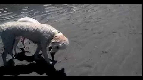 Goldendoodle & Whippet: The Stick!