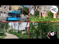 Прогулка по Московскому: 17 троллейбус, мёртвые деревья и странный символ