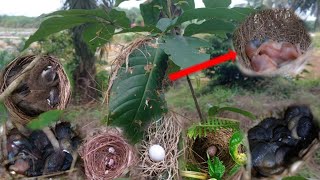 Ngebolang mencari sarang burung hasil tidak pernah zonk‼