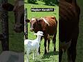 Eid Mubarak funny video #comedy #funny #animalcomedy #cow #memes #desi #viral #funniestvideo
