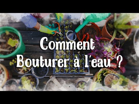 Comment faire du Bouturage à l'eau  -  Le papyrus