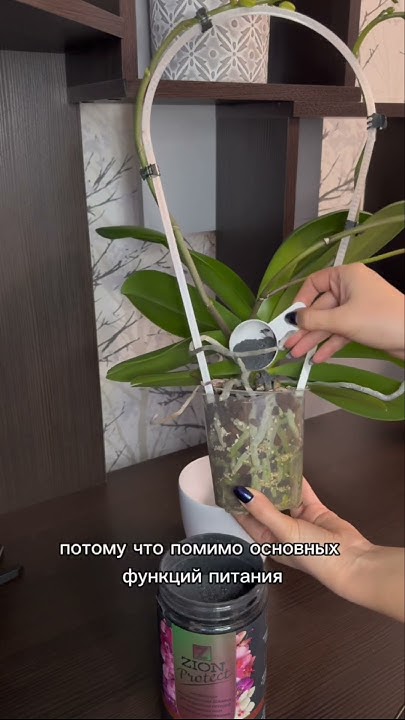 Цион протект для орхидей 📌Артикул на Wildberries 195825317 #орхидеи # ...
