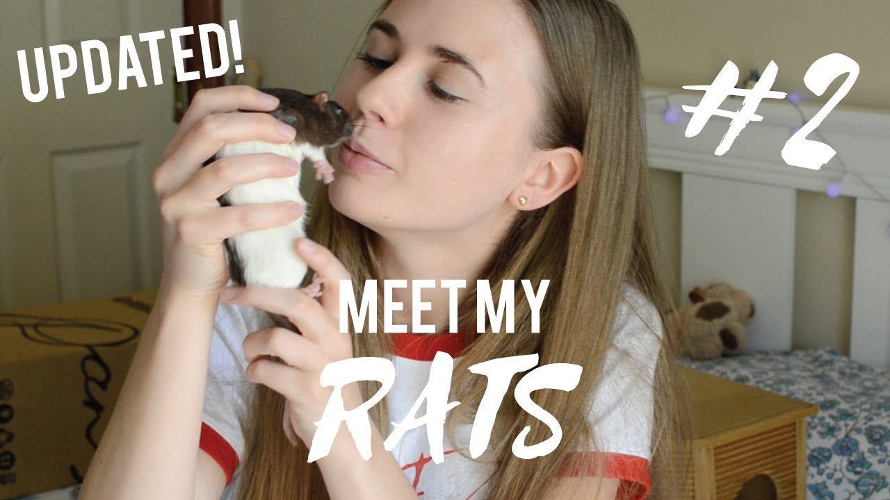 Meet My Rats (Part 2) 🐀 - YouTube