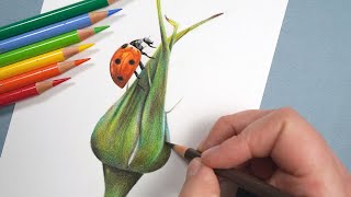 Drawing With Only 12 Colored Pencils | Realistic Ladybird Tutorial