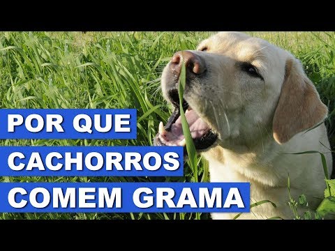 Vídeo: Pergunte a um veterinário: Por que meu cachorro come grama?