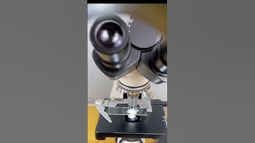 Eggs under a microscope #short #youtubeshorts