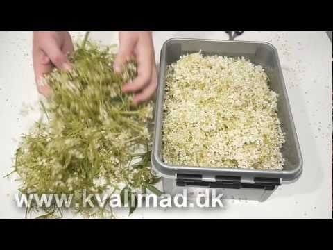 Video: Sort Hyldebær - Prydplante Og Lægeplante