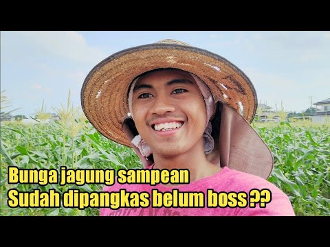 Video: Gunung Bunga Jagung