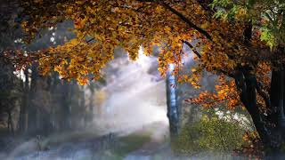 Beautifull Tree Video Template||Free Background HD Template screenshot 3