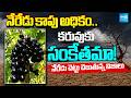 కరువును చెట్లు ముందే పసిగడతాయా? | Do Trees Sense Drought in Advance? | Truths Revealed By Jamun Tree