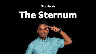 The sternum: understand anatomy of the breast bone 🦴 