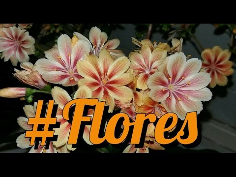 Vídeo: Lewisia Plant Info - Como Crescer Lewisia Bitterroot Plants