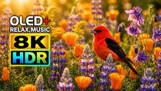 75 Beautiful Birds in 10 Minutes (Pure Nature 8K, No Talking) screenshot 3