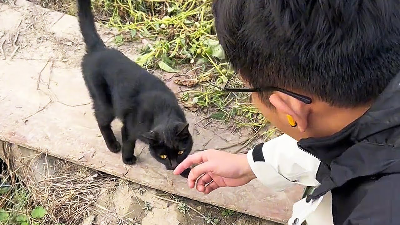 Мы нашли нашу кошку, пропавшую год назад, и она всё ещё помнит нас!