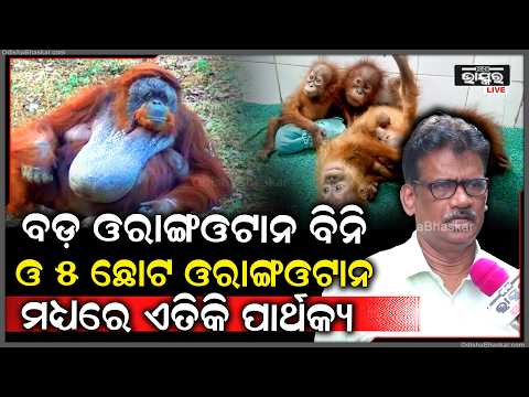 "ଏମାନେ ବର୍ଷକ ଭିତରର ଛୁଆ ,ସେଥିପାଇଁ ଏମାନେ ବଞ୍ଚିବାକୁ ବହୁତ ଚ୍ୟାଲେଞ୍ଜର ସମ୍ମୁଖୀନ ହେବାକୁ ପଡିବ "Orangutan