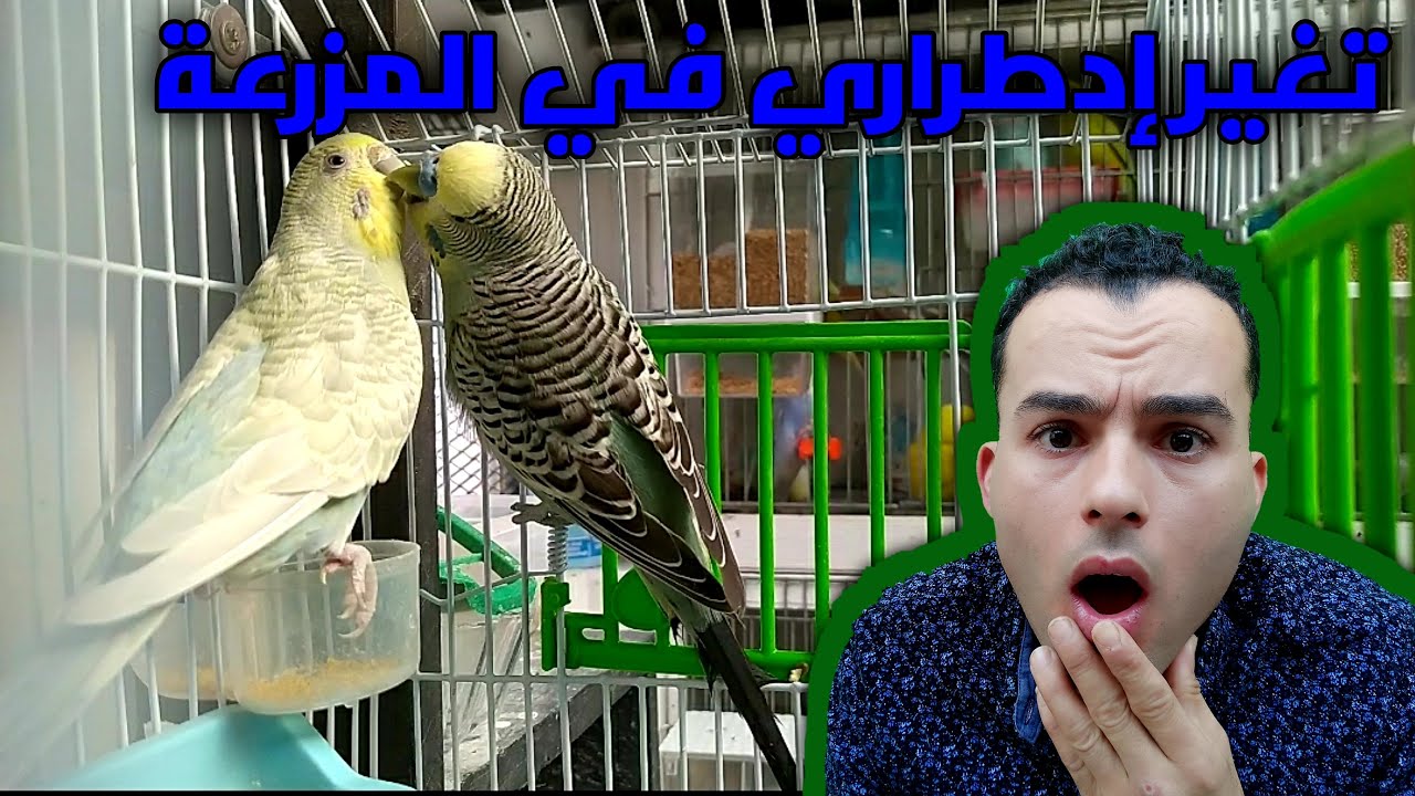 تغير إدطراري في المزرعة بسبب مشكل يقع للكتير من المربيين #للبادجي_عشق