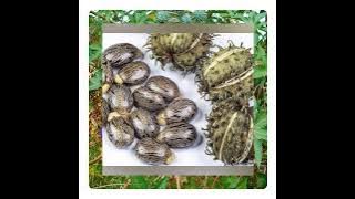 IKIBONOBONO: umuti uzatuma ubona amahirwe menshi utaruzi ko uyafite!!!!