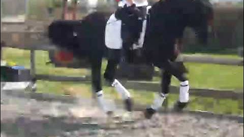 talento counter canter