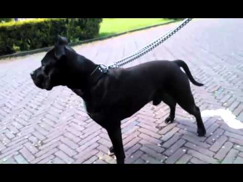 xl amstaff