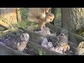 screech-owl (Asio otus) - ушастая сова - wildlife