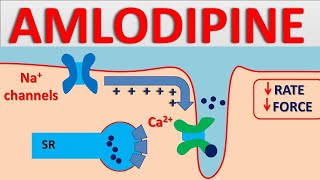 Amlodipine 5mg - Mechanism, side effects, interactions and uses