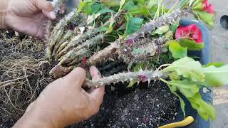 &quot;Separacion de plantas de coronas de cristo muy facil&quot;