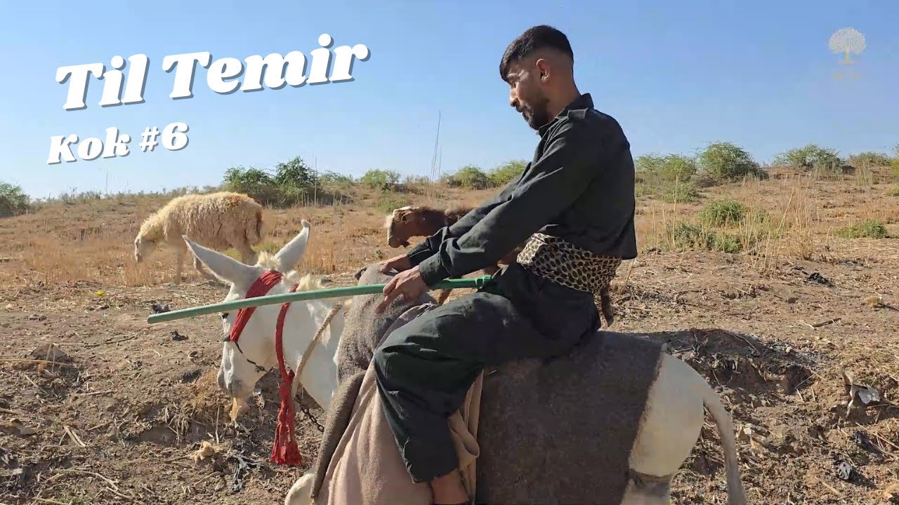 Rojekî li Til Temir, Rojavayê Kurdistanê - Kok #6