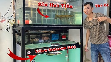 Setup Hồ Thả Cá Lóc Yellow Sentarum Và Cá Sấu Hoả Tiễn | Thịnh Đạt