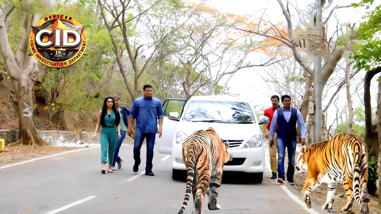 জঙ্গলে সিআইডি অফিসারের ওপর চড়াও হয় চিতা || সিআইডি CID || bengali crime series- 2024