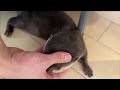 猫にお尻触られ飼い主に撫でられすぎるカワウソ An otter that gets its butt touched by a cat and petted too much by its owner