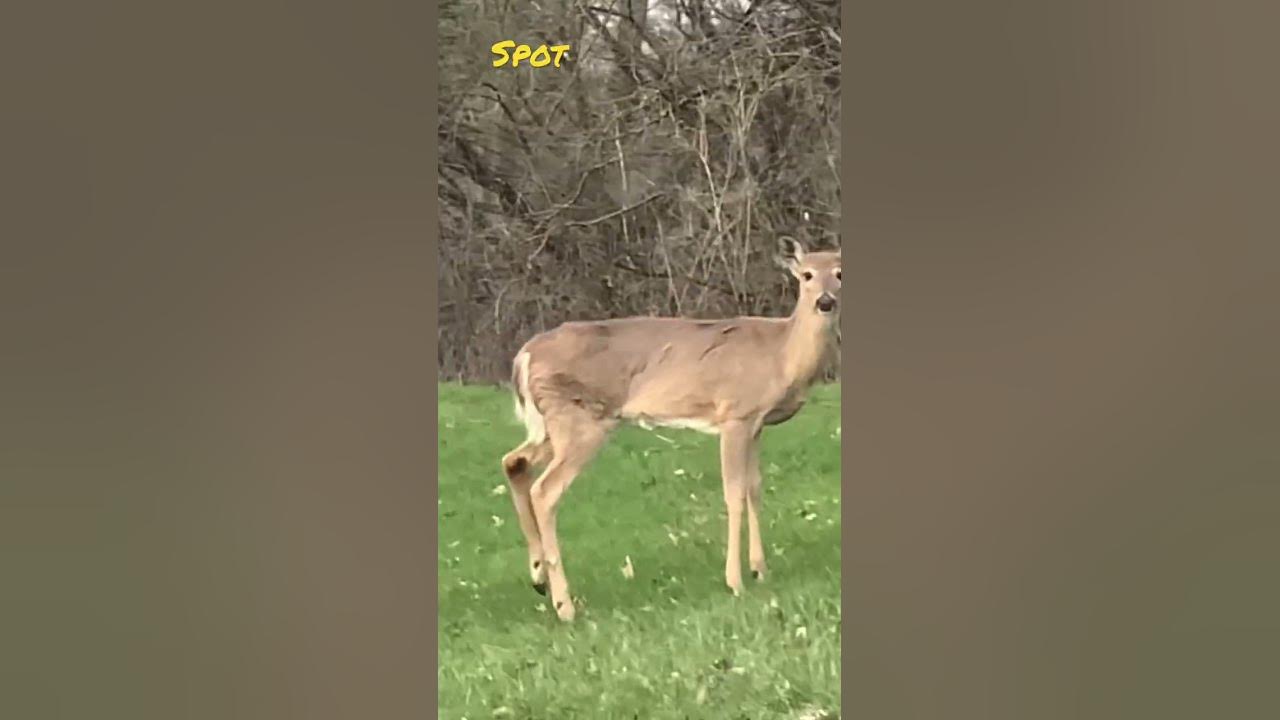 white-tailed-deer-with-scent-glands-on-hind-legs-called-as-tarsal